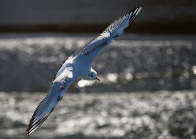 Möwe