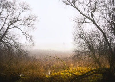 Nebel auf den Oderwiesen