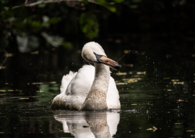 Schwan