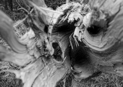 Waldgeist