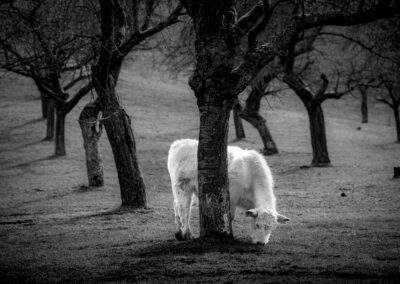 Kalb