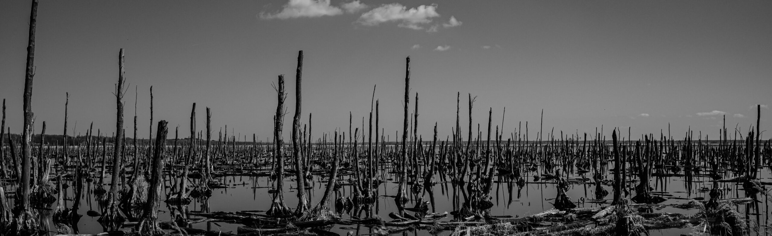 Wasserwald bei Usedom