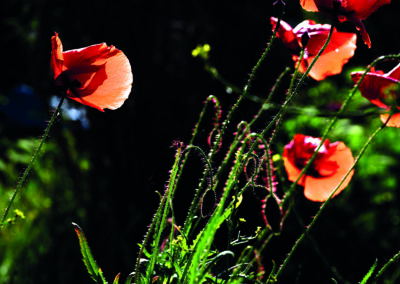 mohnblüten