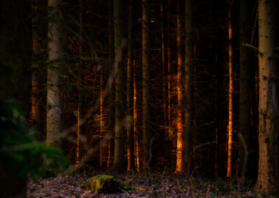 von Abendsonne beschienene Baumstämme im Wald